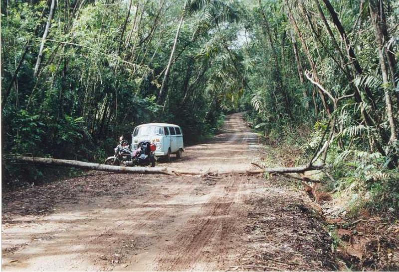 34 Et folkevognsrugbroed og Lennarths MC nord for Cape Tribulation forhindret af en traestamme - 260499